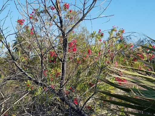 Park «Evelyn Hallman Park», reviews and photos, 1900 N College Ave, Tempe, AZ 85281, USA