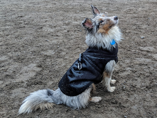 Park «Nunziato Field Dog Park», reviews and photos, Putnam St, Somerville, MA 02143, USA