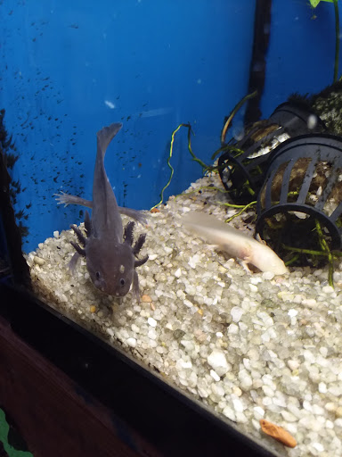 Pet Store «Fin & Feather of Ashland», reviews and photos, 307 S Center St, Ashland, VA 23005, USA