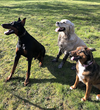 EE Pet Care LLC - Photo 5 - Car repair in Washougal, WA, Vancouver