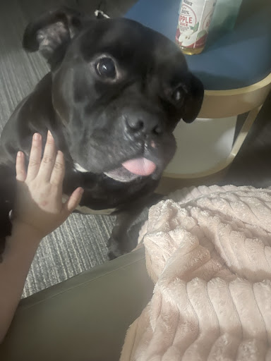 Animal Shelter «Humane Society of Ocean City», reviews and photos, 1 Shelter Rd, Ocean City, NJ 08226, USA