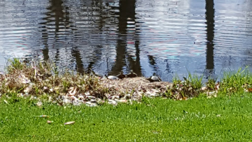 Golf Course «Timber Creek Golf Course», reviews and photos, 9750 County Rd 24, Watertown, MN 55388, USA