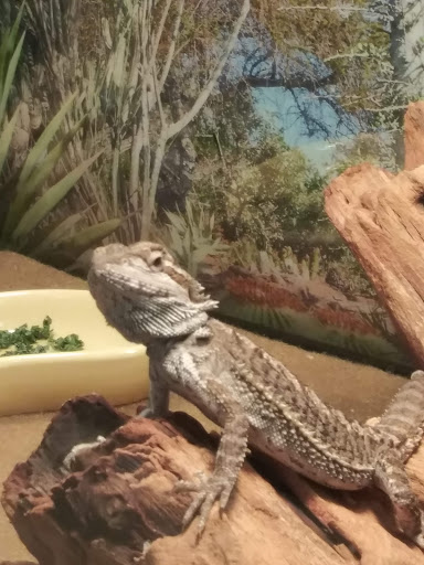 Pet Supply Store «PetSmart», reviews and photos, 482 Stillwater Ave Ste 2A, Bangor, ME 04401, USA