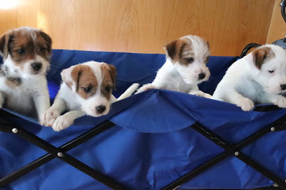 Jacks Or Better Parson (Jack) Russell Terriers