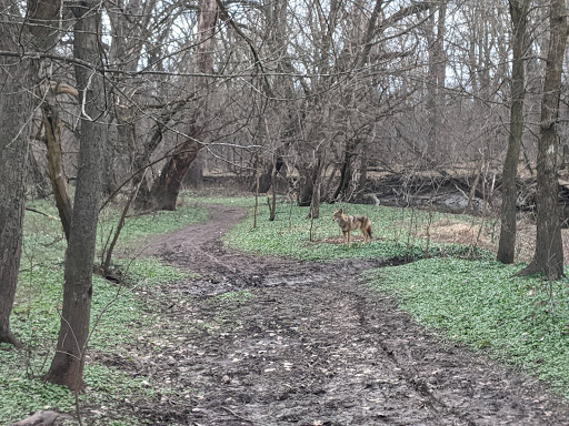 Nature Preserve «Forest Glen Woods», reviews and photos, 5420 N Forest Glen Ave, Chicago, IL 60630, USA