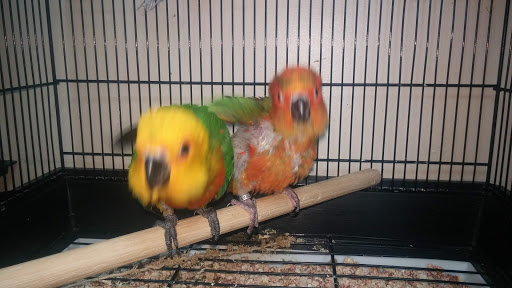 Pet Store «Pet Paradise», reviews and photos, 35535 Euclid Ave # 10, Willoughby, OH 44094, USA