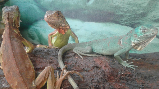 Pet Supply Store «Petco Animal Supplies», reviews and photos, 9137 Central Ave a, Montclair, CA 91763, USA