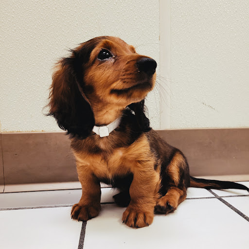 Pet Store «Family Pet Center», reviews and photos, 1401 Greenbrier Pkwy, Chesapeake, VA 23320, USA