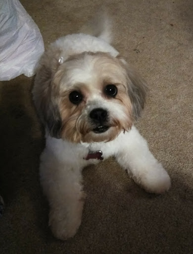 Pet Supply Store «PetSmart», reviews and photos, 533 S Tracy St, Wichita, KS 67209, USA