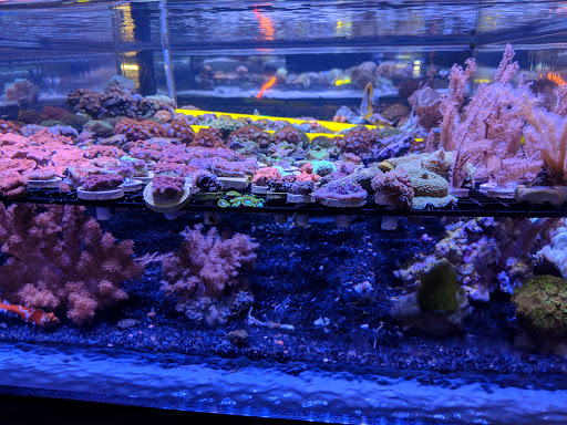 Pet Supply Store «Valencia Pet», reviews and photos, 28128 Newhall Ranch Rd, Valencia, CA 91355, USA