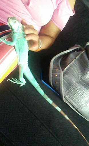 Pet Supply Store «Petco Animal Supplies», reviews and photos, 2784 W Peoria Ave, Phoenix, AZ 85029, USA