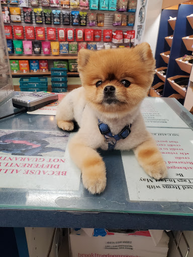 Pet Groomer «Brookline Grooming & Pet Supplies», reviews and photos, 146 Harvard St, Brookline, MA 02446, USA