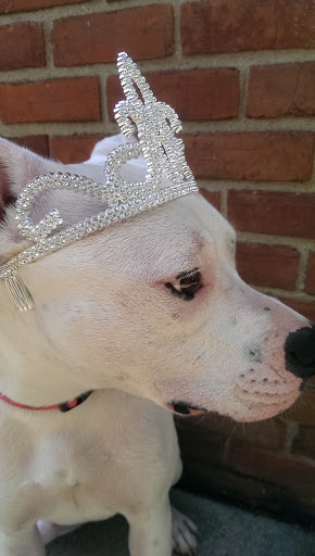 Pet Supply Store «Pet Supplies Plus», reviews and photos, 22124 Ecorse Rd, Taylor, MI 48180, USA