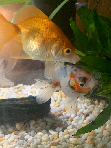 Pet Store «Fins And Feathers», reviews and photos, 222 Willow Ave, Honesdale, PA 18431, USA