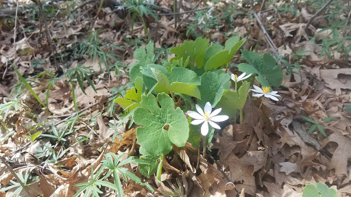 Nature Preserve «Sauk Trail Woods», reviews and photos, 3028 Forest Preserve Dr, Chicago Heights, IL 60411, USA