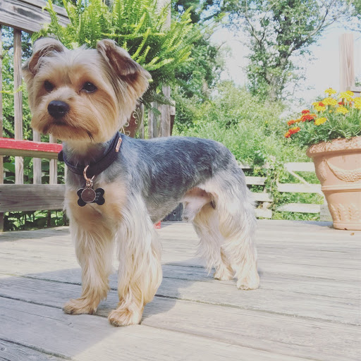 Pet Supply Store «PetSmart», reviews and photos, 2534 South Rd, Poughkeepsie, NY 12601, USA