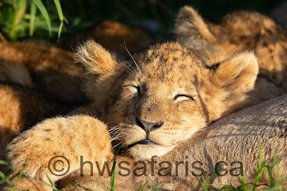 HW Photo & Safaris