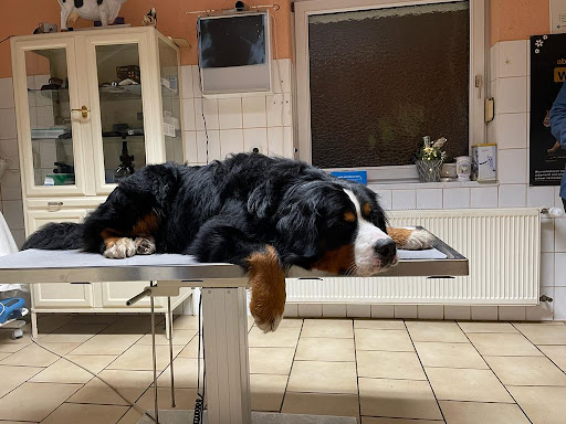 Dr.med.vet. Ulrich Frank veterinarian unter Blankenhain, 