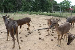 Deer Farm image