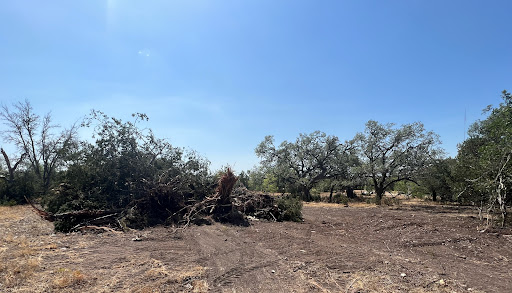Photo of Two Saws Tree and Land