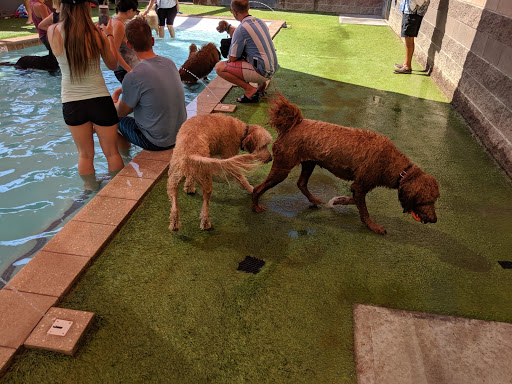 Dog walker Scottsdale