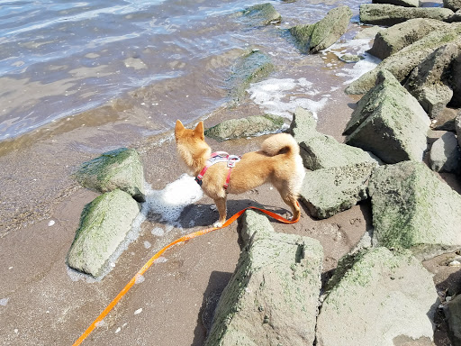 Nature Preserve «Sandy Point Bird Sanctuary», reviews and photos, Beach St, West Haven, CT 06516, USA