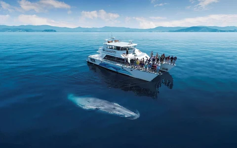 Auckland Whale & Dolphin Safari image