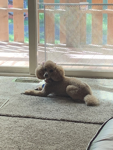 Wags to Riches Grooming Salon