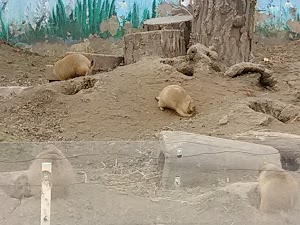 Wildwood Zoo - photo 31