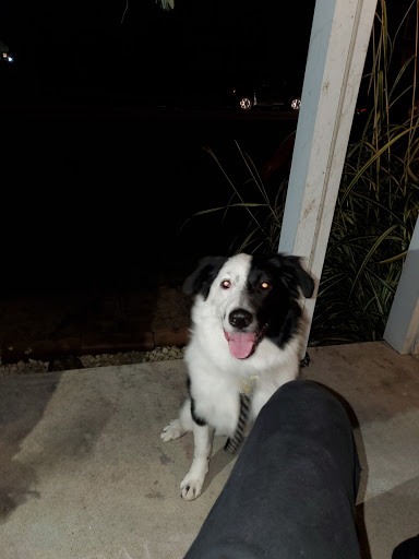 Pet Supply Store «PetSmart», reviews and photos, 181 Wilson Ave, Hanover, PA 17331, USA