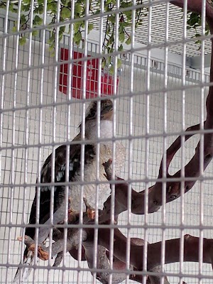 National Aviary - photo 53