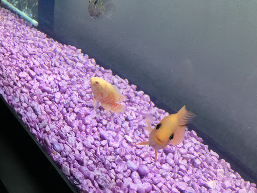 Pet Store «AquaVarium Pets And Supplies», reviews and photos, 95 W Bridge St, Catskill, NY 12414, USA