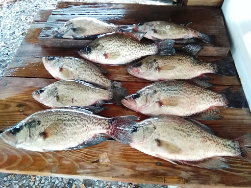 Sporting Goods Store «Irby Street Sporting Goods», reviews and photos, 1333 S Irby St # A, Florence, SC 29505, USA