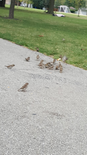 Park «Touhy Park», reviews and photos, 7348 N Paulina St, Chicago, IL 60626, USA