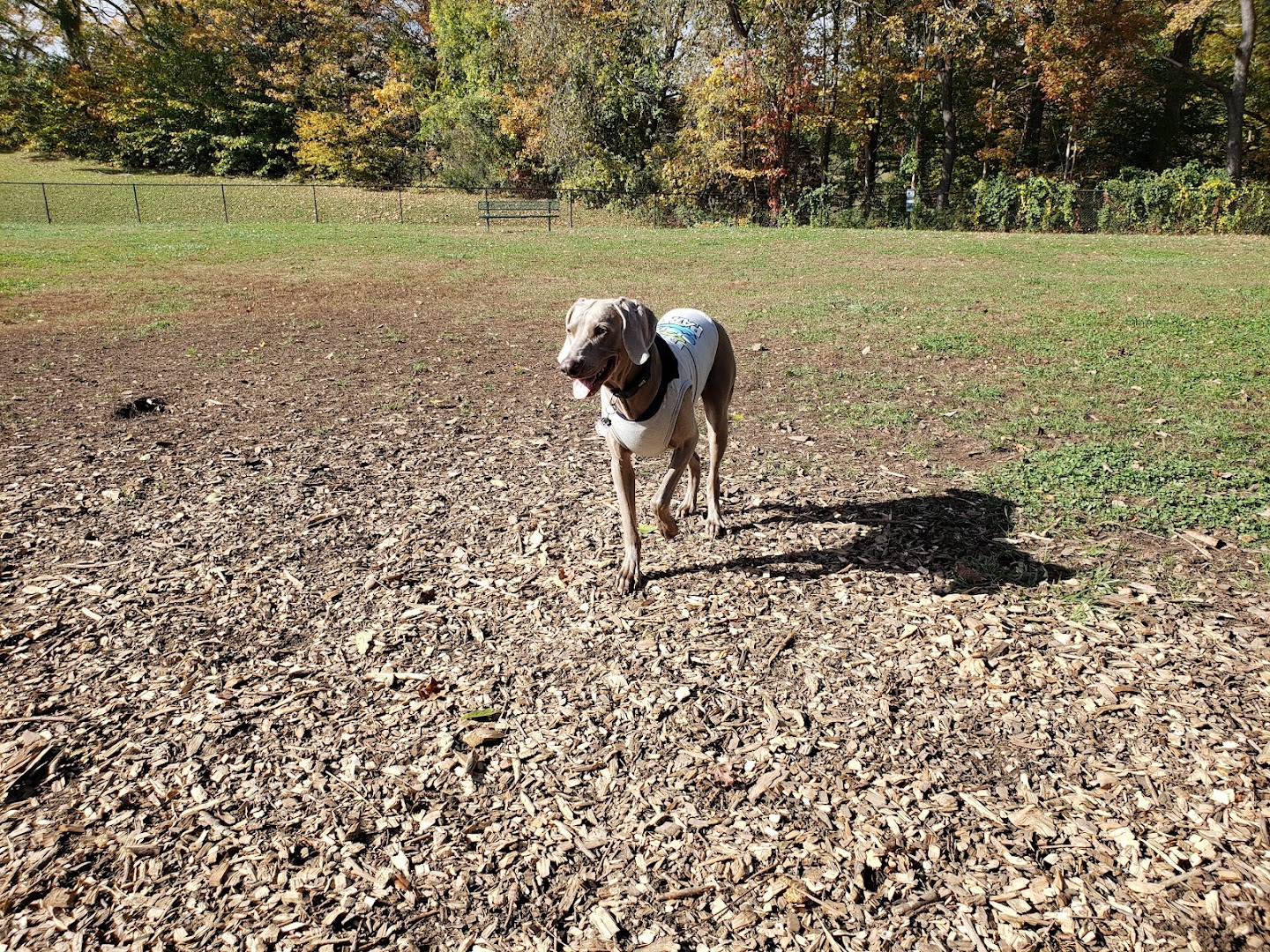 Northford Dog Park