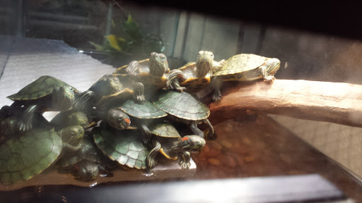 Pet Store «Olathe Pet Shop», reviews and photos, 16651 151st St, Olathe, KS 66062, USA