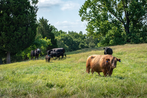 Cattle farm Arlington