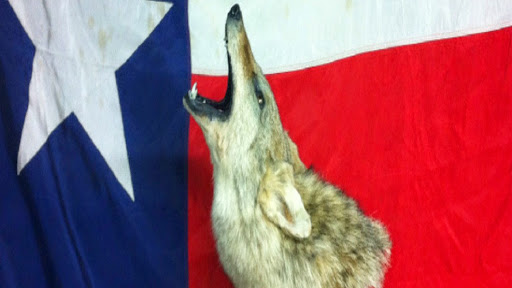 Texas Wildlife Taxidermist
