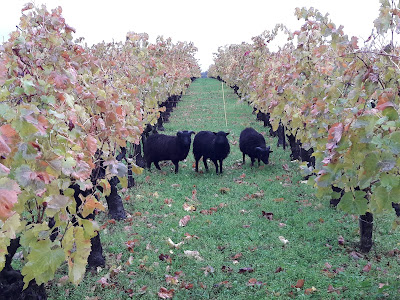 Domaine Huvelin à Sabran