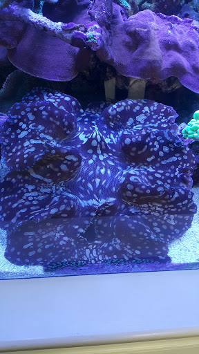 Tropical Fish Store «Pure Reef», reviews and photos, 12900 GA-9, Alpharetta, GA 30004, USA
