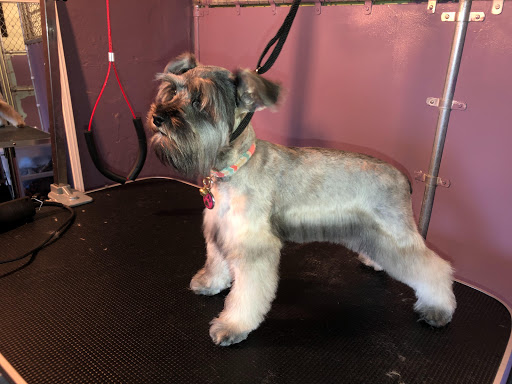 Heart & Soul Pet Clinic/West Bend Animal Hospital image