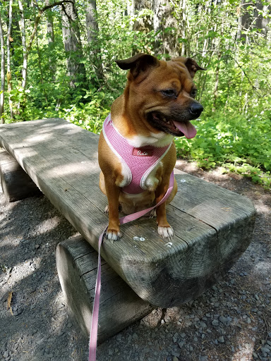 Nature Preserve «Lowami Hart Woods Natural Area», reviews and photos, 14895 SW Hart Rd, Beaverton, OR 97007, USA