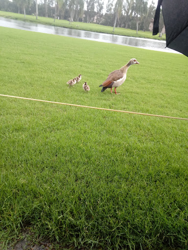 Golf Course «Pembroke Lakes Golf», reviews and photos, 10500 Taft St, Pembroke Pines, FL 33026, USA