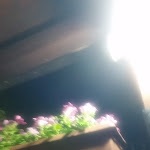 Photo n°1 de l'avis de Francesco.r fait le 19/06/2019 à 08:22 sur le  Non solo TONINO à Le Ferriere