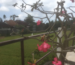 Villa Lotus 8 photo