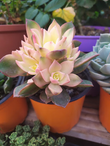 Bella flor - Cajamarca