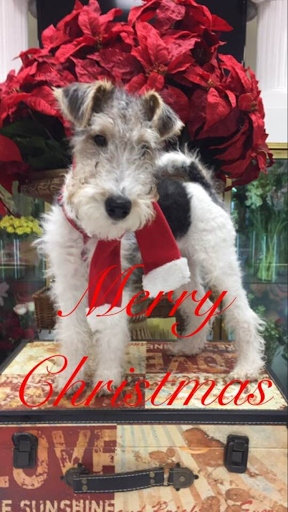 Florist «NORTH POINT Florist», reviews and photos, 8465 Holcomb Bridge Rd, Alpharetta, GA 30022, USA