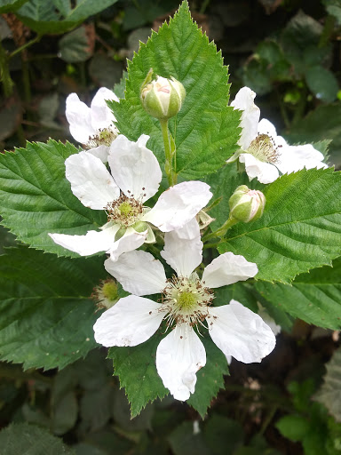 Produce Market «Underwood Family Farms», reviews and photos, 3370 Sunset Valley Rd, Moorpark, CA 93021, USA