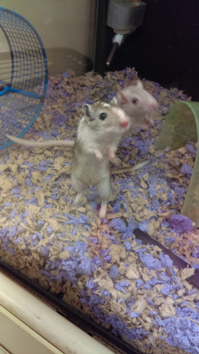 Pet Supply Store «PetSmart», reviews and photos, 8660 Airline Hwy, Baton Rouge, LA 70815, USA