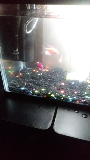 Pet Supply Store «Pet Supplies Plus», reviews and photos, 26230 Hoover Rd, Warren, MI 48089, USA